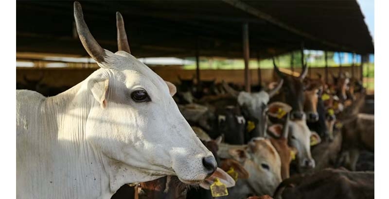 ഗോവയില്‍ ഇറച്ചി വ്യാപാരികള്‍ സമരത്തിനിറങ്ങി; ക്രിസ്മസിനും പുതുവത്സരത്തിനും ബീഫ് ക്ഷാമം നേരിടുമെന്ന് റിപ്പോര്‍ട്ട്