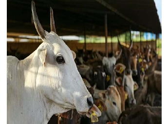 ഗോവയില്‍ ഇറച്ചി വ്യാപാരികള്‍ സമരത്തിനിറങ്ങി; ക്രിസ്മസിനും പുതുവത്സരത്തിനും ബീഫ് ക്ഷാമം നേരിടുമെന്ന് റിപ്പോര്‍ട്ട്