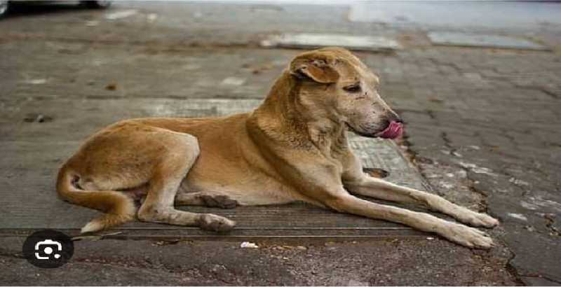 വയോധികയെ തെരുവുനായ കടിച്ചു കൊന്നു