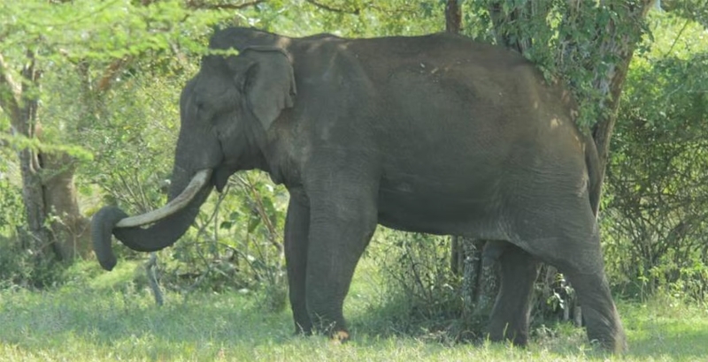 പുല്‍പ്പള്ളിയില്‍ കാട്ടാനയുടെ ആക്രമണത്തില്‍ കര്‍ണാടക സ്വദേശിക്ക് ദാരുണാന്ത്യം