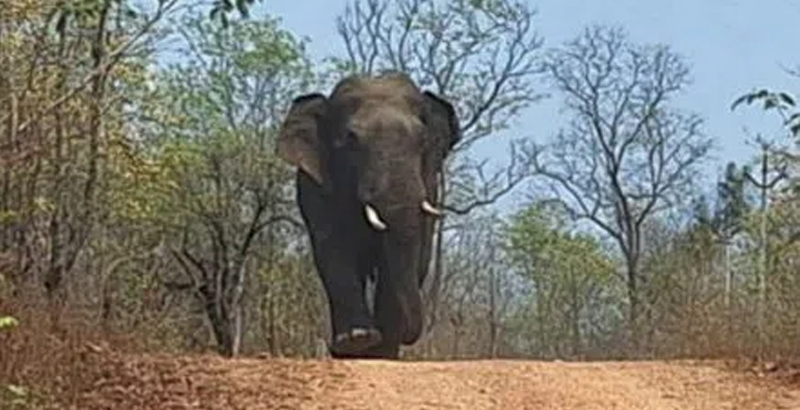 ചാലക്കുടി കാട്ടാന ആക്രമണം: മരിച്ചവരുടെ ബന്ധുക്കള്‍ക്ക് 10 ലക്ഷം രൂപ  ധനസഹായം നല്‍കും