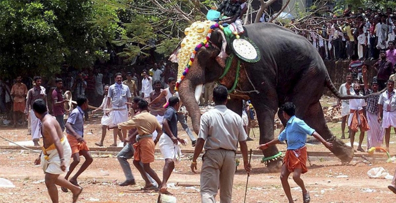 തൃശൂര് പൂരത്തിനിടെ ആന വിരണ്ടോടി; 42 പേര്ക്ക് പരിക്ക്