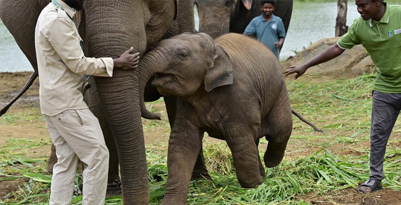 ചരക്ക് വിമാനത്തിൽ ബംഗളുരുവിൽ നിന്ന് നാല് ആനകൾ ജപ്പാനിലേക്ക് പറന്നു