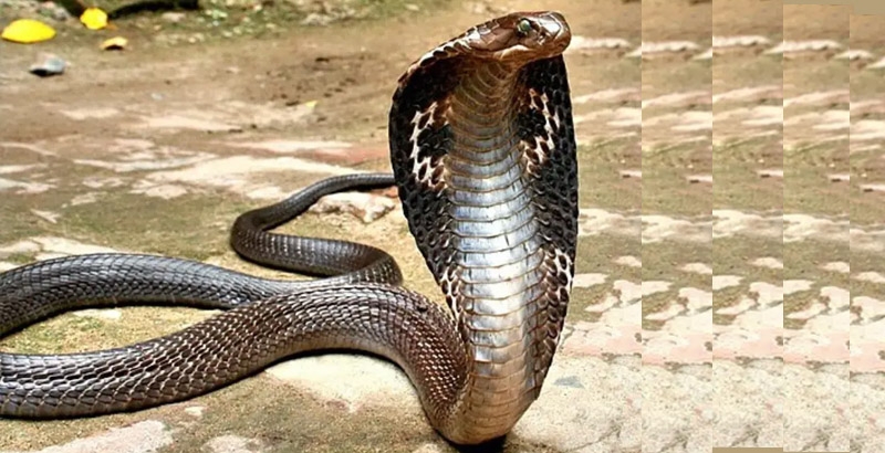 കൈയില് ചുറ്റിയ മൂര്ഖന് പാമ്പിനെ ഒരു വയസുകാരന് കടിച്ചുകൊന്നു