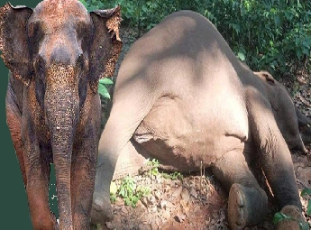 ഏഴ് വര്‍ഷത്തിനിടെ സംസ്ഥാനത്ത് 827 കാട്ടാനകള്‍ ചരിഞ്ഞതായി കണക്കുകള്‍