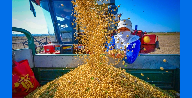 കാർഷിക ഉത്പന്നങ്ങളുടെ ഇറക്കുമതി ചൈന കുറച്ചത് യു.എസിലെ കർഷകർക്ക് കടുത്ത ആഘാതമായി