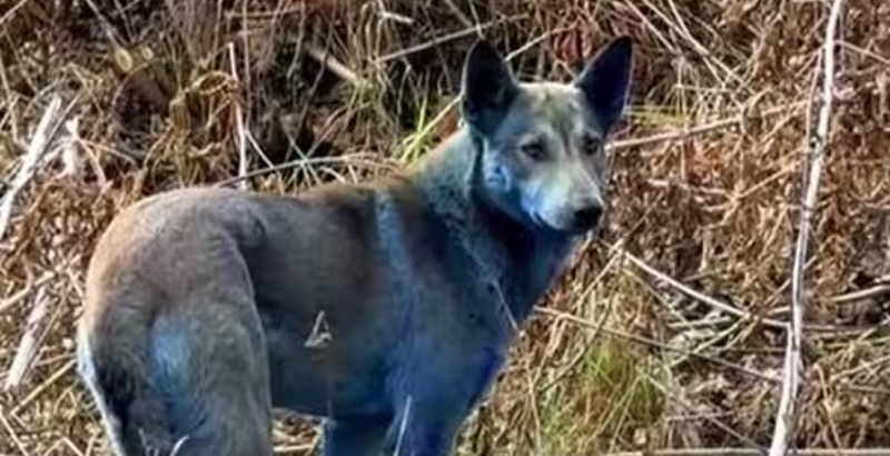 ചെര്‍ണോബില്‍ ദുരന്ത മേഖലയിലെ നായ്ക്കള്‍ക്ക് നീലനിറം