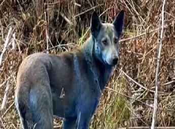 ചെര്ണോബില് ദുരന്ത മേഖലയിലെ നായ്ക്കള്ക്ക് നീലനിറം ചെര്ണോബില് ദുരന്ത മേഖലയിലെ നായ്ക്കള്ക്ക് നീലനിറം