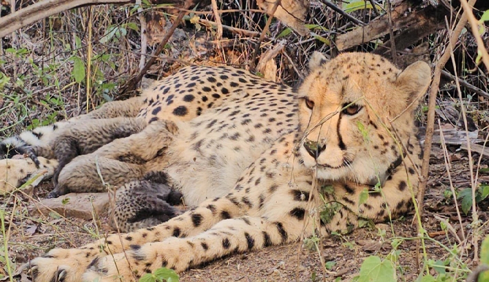 ഇന്ത്യയില്‍ പിറന്ന ചീറ്റ അഞ്ച് കുഞ്ഞുങ്ങളെ പ്രസവിച്ചു