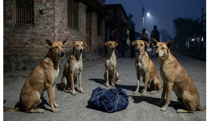 തണുപ്പില് ഉപേക്ഷിക്കപ്പെട്ട നവജാതശിശുവിന് തെരുവ് നായ്ക്കളുടെ കാവല്; നബദ്വീപില് അത്ഭുതരക്ഷ തണുപ്പില് ഉപേക്ഷിക്കപ്പെട്ട നവജാതശിശുവിന് തെരുവ് നായ്ക്കളുടെ കാവല്; നബദ്വീപില് അത്ഭുതരക്ഷ