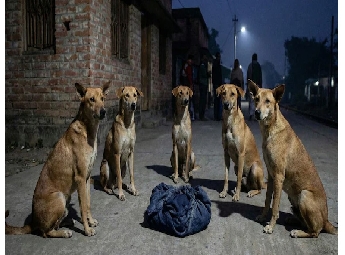 തണുപ്പില്‍ ഉപേക്ഷിക്കപ്പെട്ട നവജാതശിശുവിന് തെരുവ് നായ്ക്കളുടെ കാവല്‍; നബദ്വ...