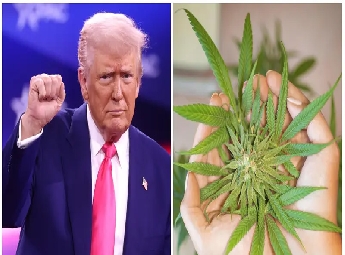 അമേരിക്കയില്‍ കഞ്ചാവ് പുനര്‍വര്‍ഗീകരിക്കാനൊരുങ്ങി ട്രംപ് ഭരണകൂടം: 50 വര്‍ഷത്തിന് ശേഷം വലിയ മാറ്റം