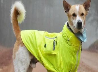 സമാധാന യാത്രയില്‍ ബുദ്ധ സന്യാസിമാരോടൊപ്പം സഞ്ചരിച്ച് ശ്രദ്ധ നേടുന്ന അലോക