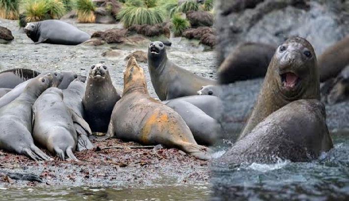 കാലിഫോർണിയയിൽ ആനത്തിമിംഗലങ്ങളിൽ പക്ഷിപ്പനി: സീൽ കാണൽ വിനോദ ടൂറുകൾ റദ്ദാക്കി കാലിഫോർണിയയിൽ ആനത്തിമിംഗലങ്ങളിൽ പക്ഷിപ്പനി: സീൽ കാണൽ വിനോദ ടൂറുകൾ റദ്ദാക്കി