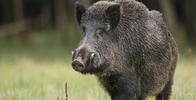 കാട്ടുപന്നികളെ ഉപാധികളോടെ കൊല്ലുന്നത് ദീര്‍ഘിപ്പിച്ചത് അംഗീകരിച്ചു