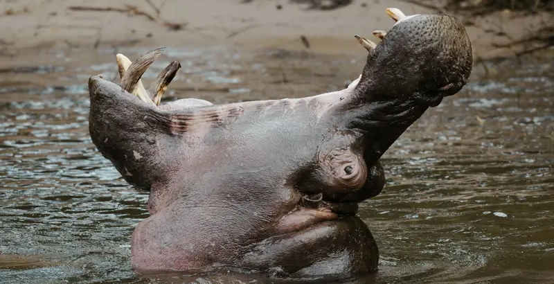 പരിസ്ഥിതിക്ക് വൻ ഭീഷണി; കൊളംബിയയിലെ \'കൊക്കെയ്ൻ ഹിപ്പോകളെ\' കൊന്നൊടുക്കാൻ ത...