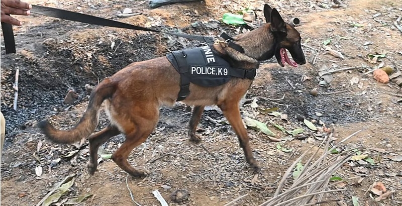 തൃശൂര്‍ വെടിമരുന്ന് ദുരന്തം: മൃതദേഹങ്ങള്‍ തെരയാന്‍ കഡാവര്‍ നായ്ക്കളും