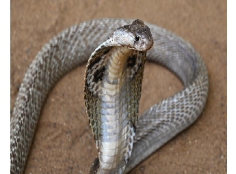 എട്ട് വയസുകാരന്‍ വീട്ടില്‍ ഉറക്കത്തിനിടെ പാമ്പുകടിയേറ്റ് മരിച്ചു