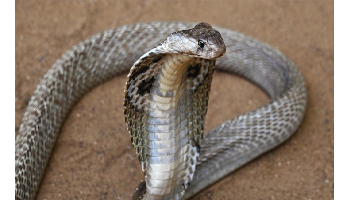 എട്ട് വയസുകാരന്‍ വീട്ടില്‍ ഉറക്കത്തിനിടെ പാമ്പുകടിയേറ്റ് മരിച്ചു