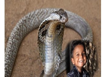 എട്ട് വയസുകാരന്‍ വീട്ടില്‍ ഉറക്കത്തിനിടെ പാമ്പുകടിയേറ്റ് മരിച്ചു