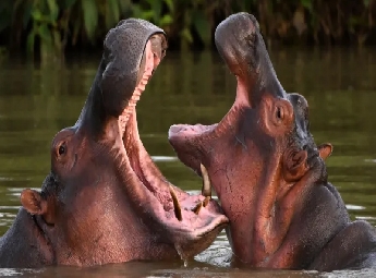 എസ്‌കോബാറിന്റെ \'കൊക്കെയ്ൻ ഹിപ്പോകൾ\'ക്ക് ഇന്ത്യയിൽ അഭയം? അനന്ത് അംബാനി മുന...