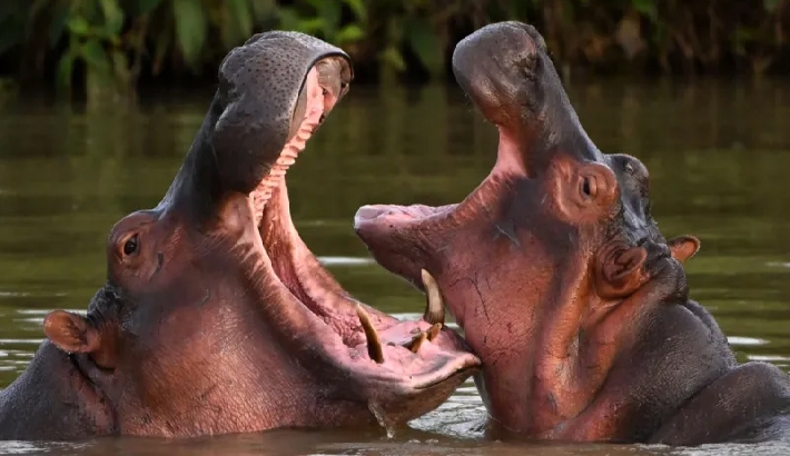 എസ്‌കോബാറിന്റെ 'കൊക്കെയ്ൻ ഹിപ്പോകൾ'ക്ക് ഇന്ത്യയിൽ അഭയം? അനന്ത് അംബാനി മുന്നോട്ട് വച്ച നിർദേശം ശ്രദ്ധേയമാകുന്നു