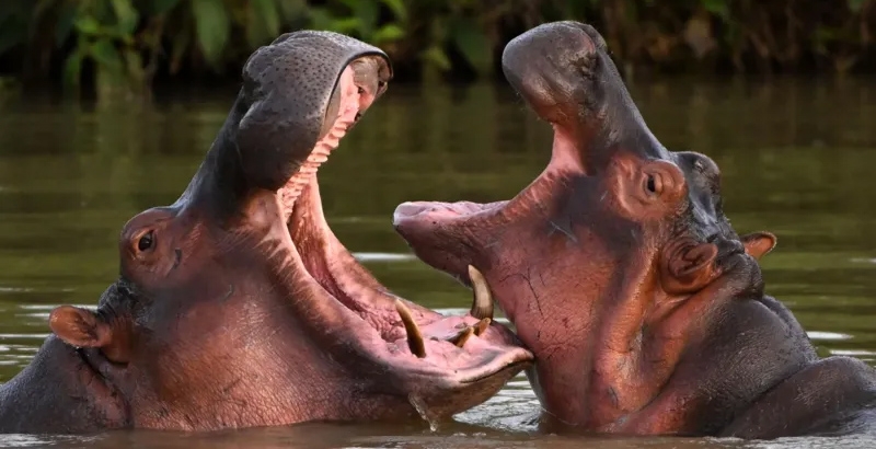 എസ്‌കോബാറിന്റെ 'കൊക്കെയ്ൻ ഹിപ്പോകൾ'ക്ക് ഇന്ത്യയിൽ അഭയം? അനന്ത് അംബാനി മുന്നോട്ട് വച്ച നിർദേശം ശ്രദ്ധേയമാകുന്നു