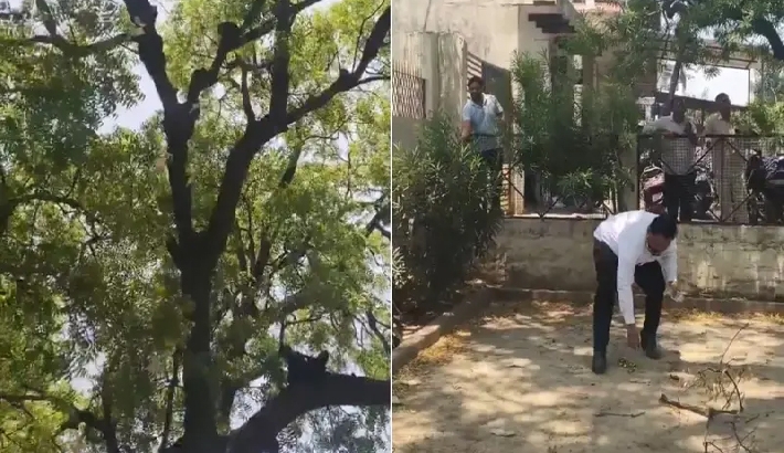 അഭിഭാഷകന്റെ ബാഗ് തട്ടിപ്പറിച്ച് മരത്തിലേക്ക് കയറിയ കുരങ്ങൻ കോടതി വളപ്പിൽ നോട്ടുമഴ പെയ്യിച്ചു