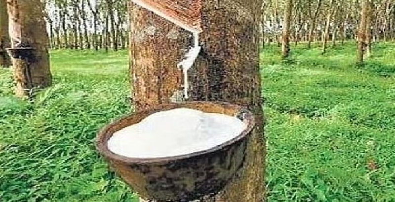 റബര്‍ താങ്ങുവില കൂട്ടി, 250 രൂപയാക്കും, മത്സ്യത്തൊഴിലാളികളുടെ മണ്ണെണ്ണ സബ്‌സിഡി കൂട്ടി, ബജറ്റിൽ ഭൂപരിഷ്‌കരണം 2 പ്രഖ്യാപനം